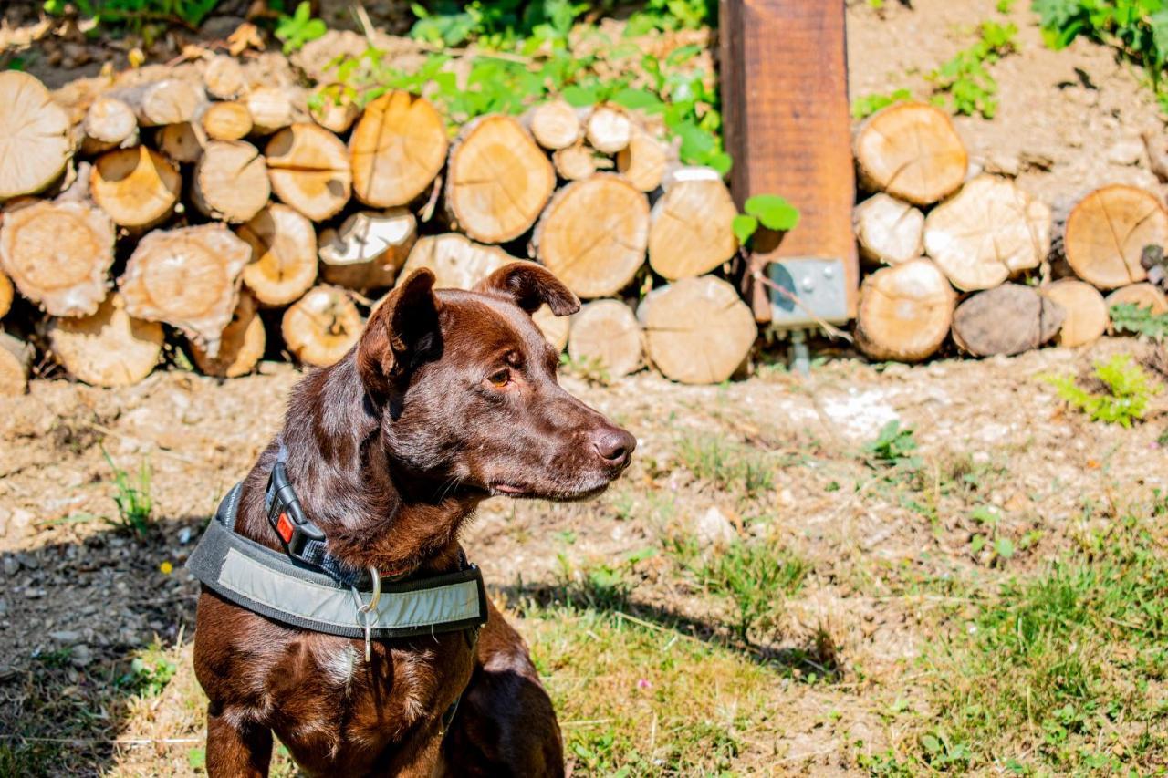 Robinzonski Turizam "Robin' S Hood" Skrad Bagian luar foto